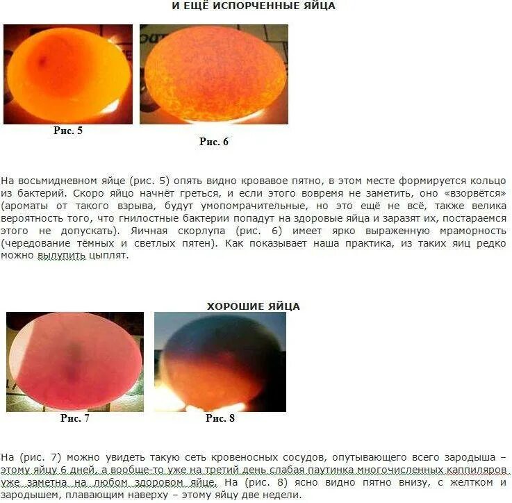 Овоскопирование куриных по дням. Инкубация куриных яиц овоскопирование по дням. Овоскопирование инкубации куриных яиц патологии. Овоскопирование яйца кур. Овоскопирование куриных яиц по дням в инкубаторе.