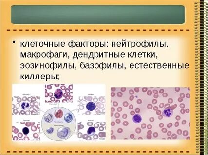 Гранулоциты макрофаги