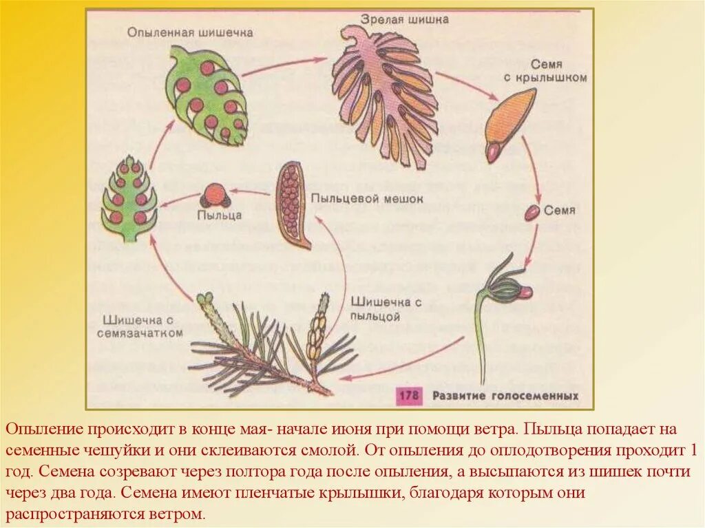 Развитие хвойных. Цикл размножения сосны схема. Цикл развития голосеменных схема. Размножение сосны обыкновенной схема. Цикл размножения голосеменных растений схема.