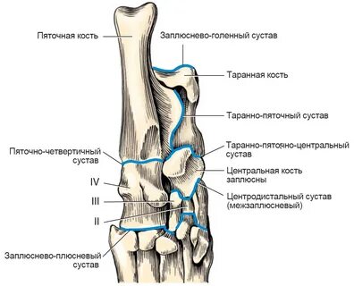 Таранная связка стопы