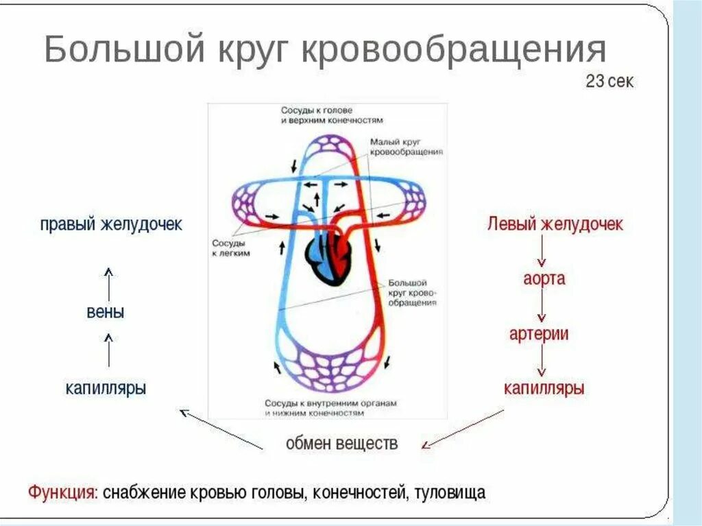 Два круга кровообращения появились. Функции кругов кровообращения. строение кругов кровообращения. малый круг кровообращения. большой и малый круг кровообращения.