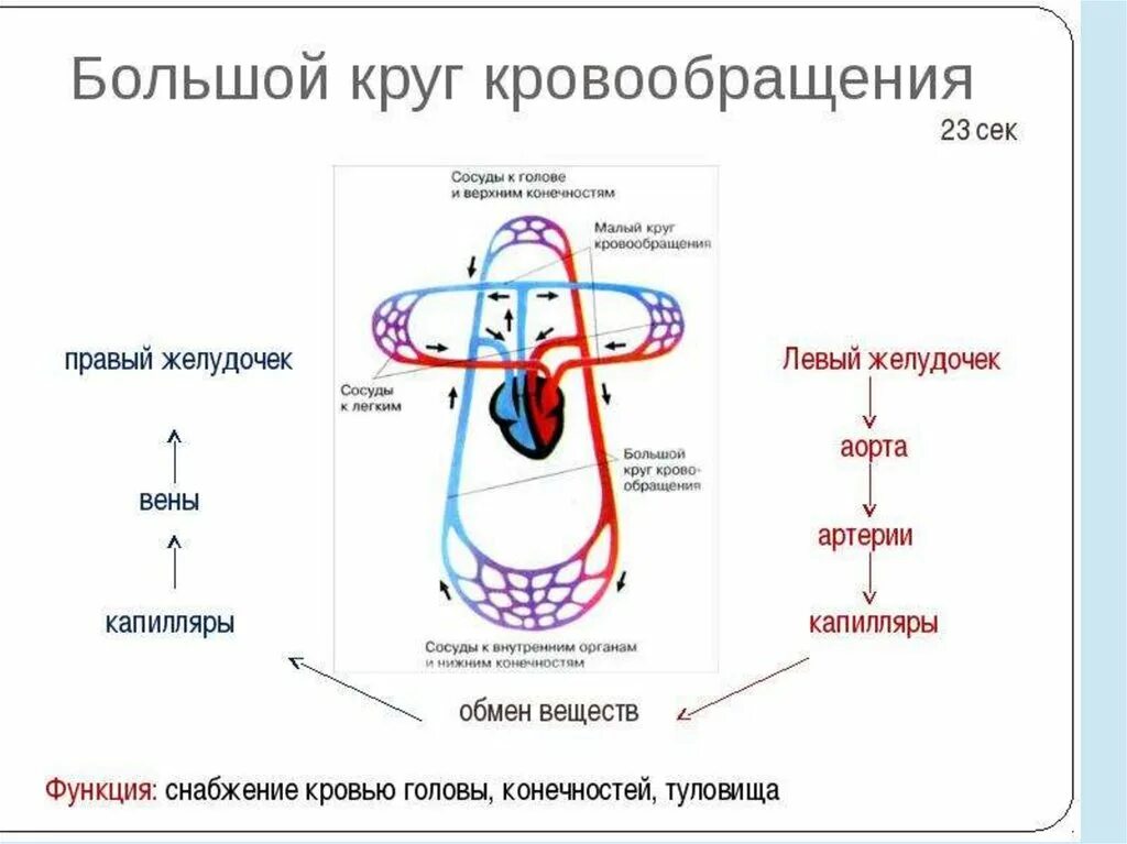 Артерии большого круга кровообращения схема. Функции кругов кровообращения. Большой и малый круг кровообращения. Большой и малый круг кровообращения схема.