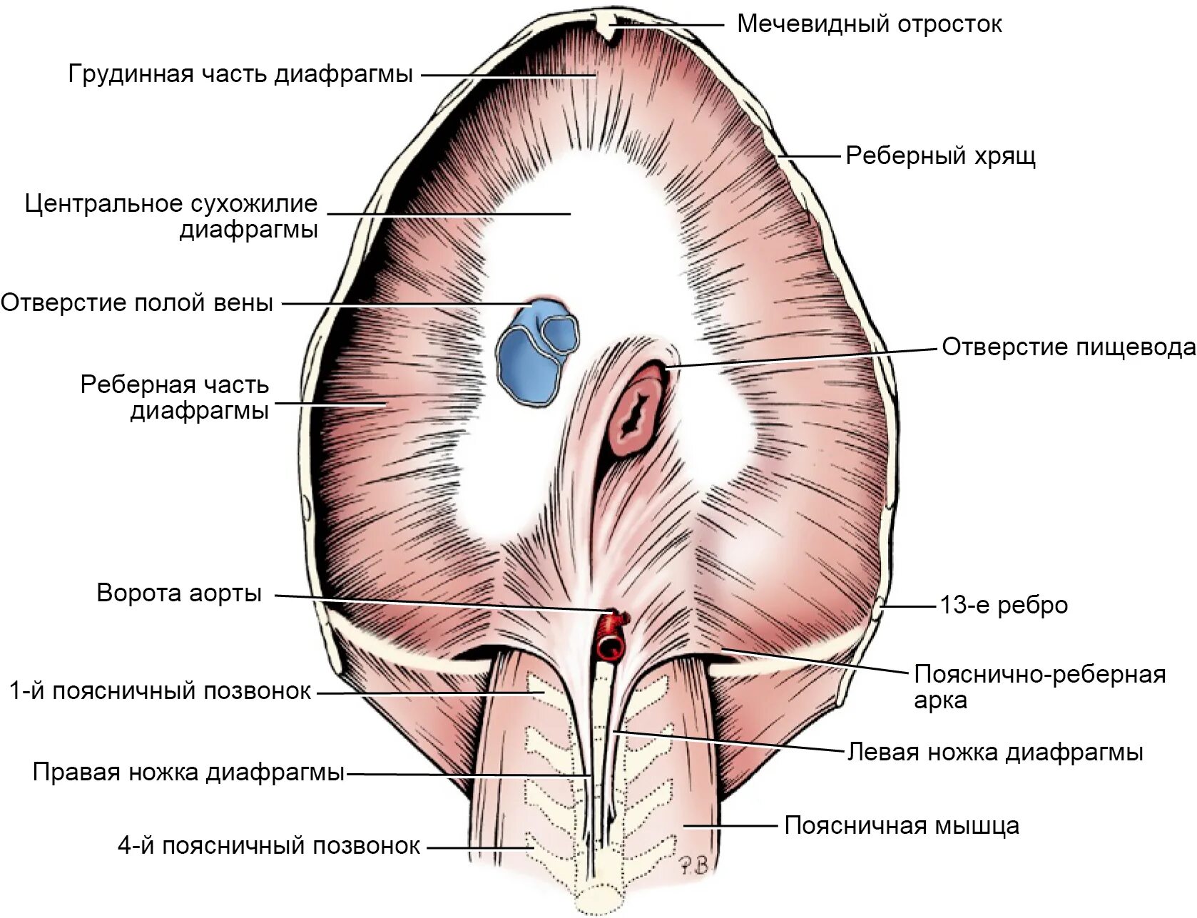 Сухожильный центр диафрагмы анатомия. Строение диафрагмы животных анатомия. Сухожильное отверстие диафрагмы. Грыжа грудобрюшной диафрагмы. Наличие диафрагмы у млекопитающих