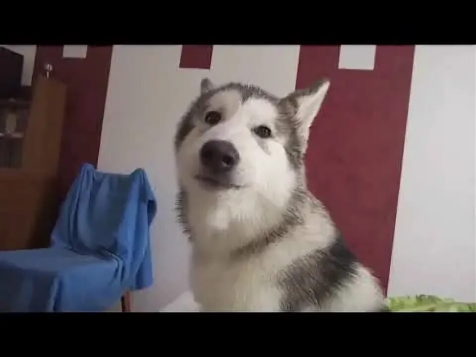 Хаски панелька. Речные хаски. Хаски боятся. Хаски с разными глазами зимой. Pierre haski.