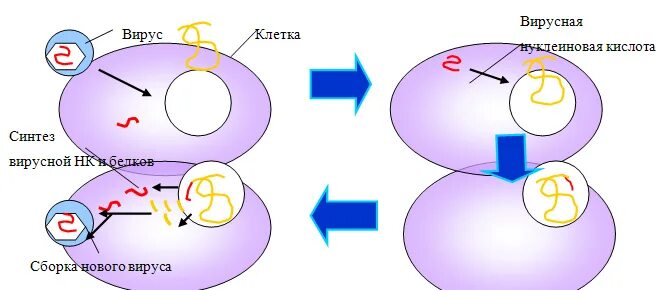 Вирусный компонент. Синтез вирусных белков. Синтез компонентов вируса.