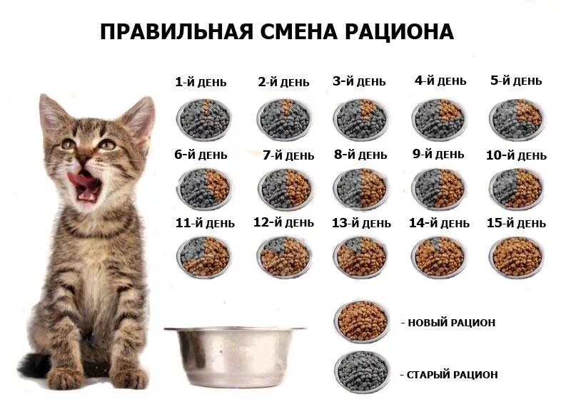 Рацион кошки. Схема кормления кошек. Порция котенка. Натуральное питание для котят