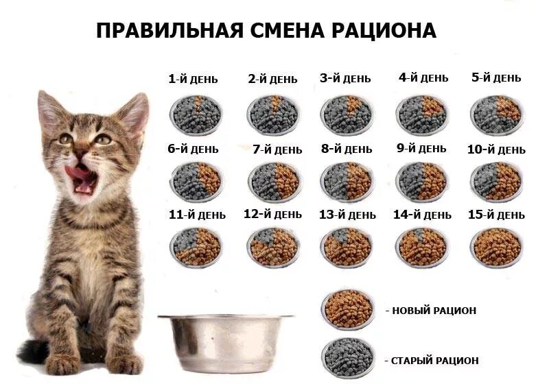 Рацион кошки. Корма для котят 2 месяца. Схема кормления кошек. Правильная смена рациона кошек. Можно ли смешивать сухой и влажный корм