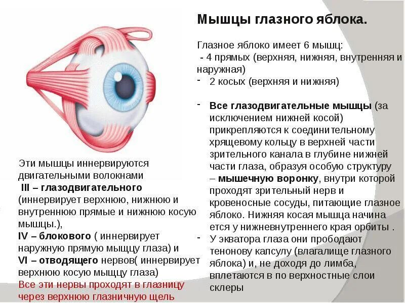 Мышечное зрения