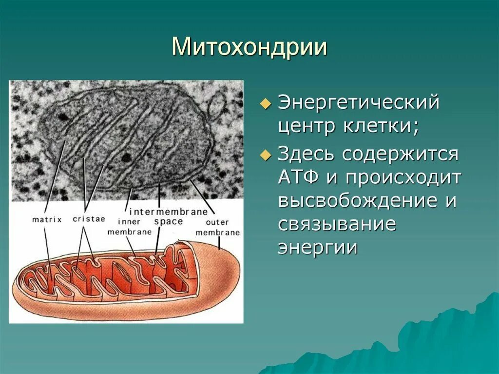 Митохондрии человека просто. Строма митохондрии. Клеточная митохондрия. Структурные компоненты митохондрии.