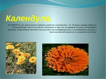 Лекарственные растения сложноцветных