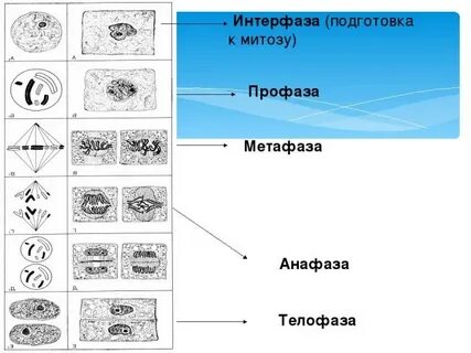 Какая фаза митоза следует за интерфазой
