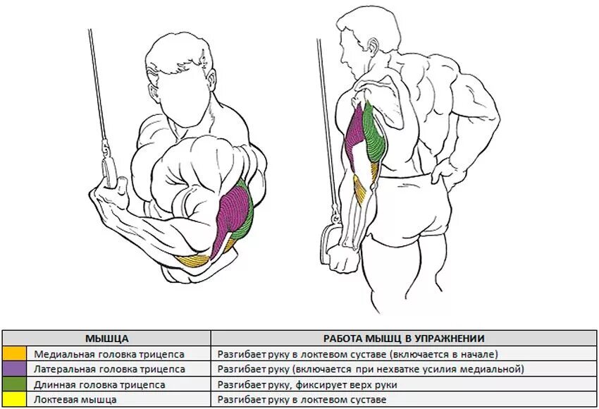 Как накачать длинную. Разгибания рук в блоке мышцы. Медиальная головка трицепса упражнения. Упражнения на длинную головку трицепса. Разгибание на трицепс на Верхнем блоке.