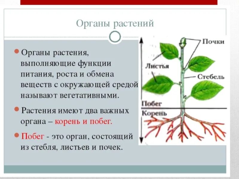 Органы растений. Строение органов растений. Название органов растений. Какие органы есть у растений.