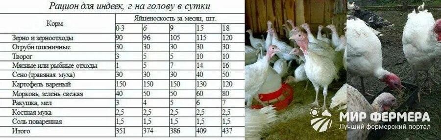 Сколько съедают индюки. Сколько съедают индюки. Суточная норма комбикорма для индюков. Таблица кормления бройлеров индюков. Таблица рациона питания для индюков.