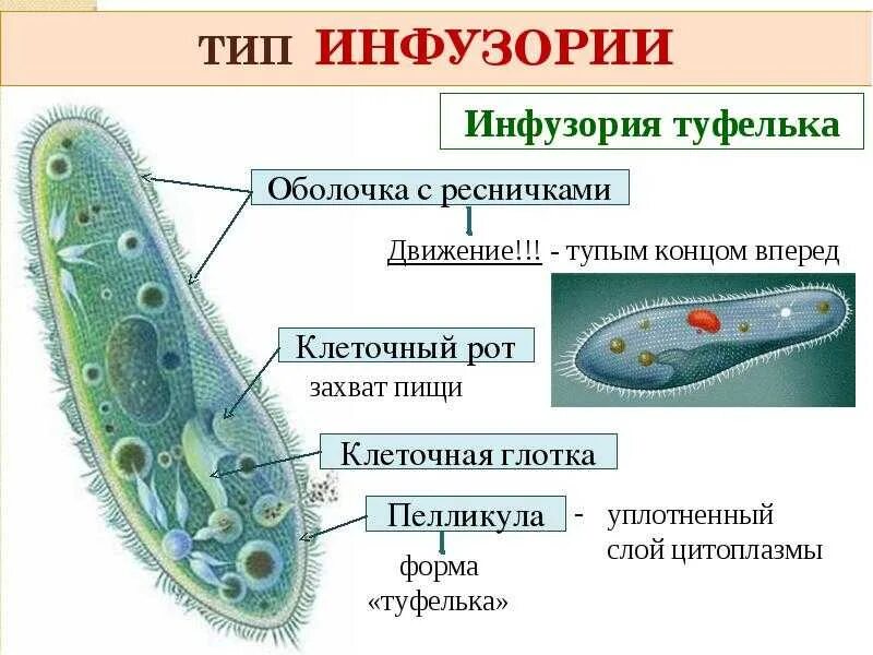 Передвижение инфузории. Строение клетки 5 класс инфузория туфелька. Строение инфузории туфельки с функциями 7 класс. Структура клетки инфузории туфельки. Пелликула у инфузории туфельки.