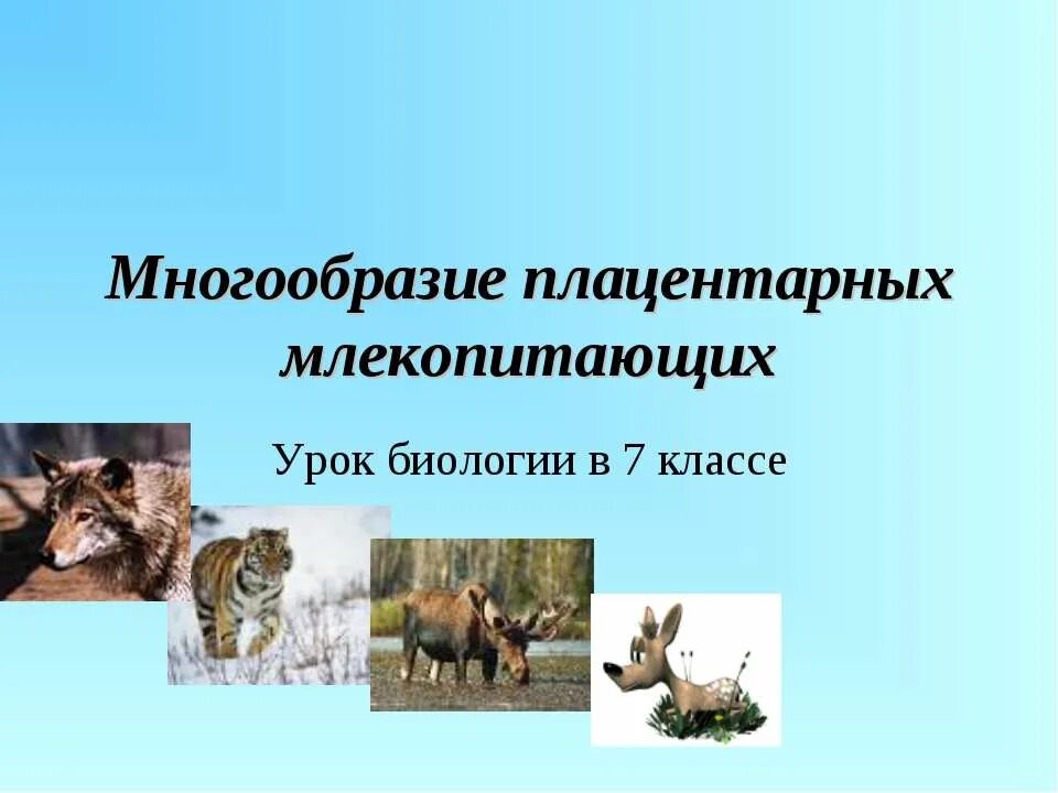 Разнообразие млекопитающих презентация. Многообразие млекопитающих. отряды плацентарных млекопитающих. многообразие млекопитающих 7 класс. плацентарные млекопитающие представители.