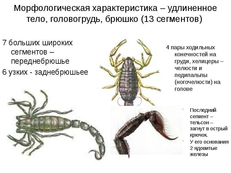 Число ходильных ног у насекомых. Головогрудь и брюшко. четыре пары ходильных ног. три пары ходильных ног. четыре пары ходильных ног у скорпиона.