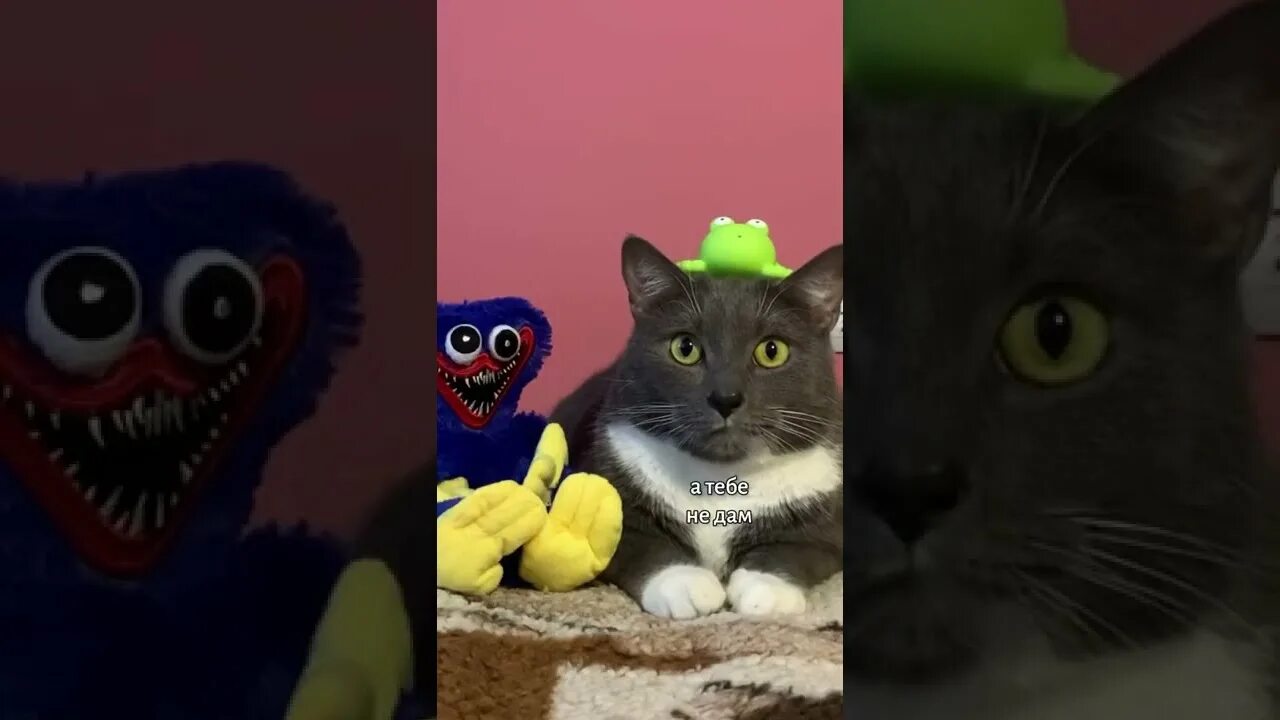 Если бы коты ходили в школу. Если котики ходили в школу. Если бы котики ходили в школу мультик. Канал если бы котики ходили в школу