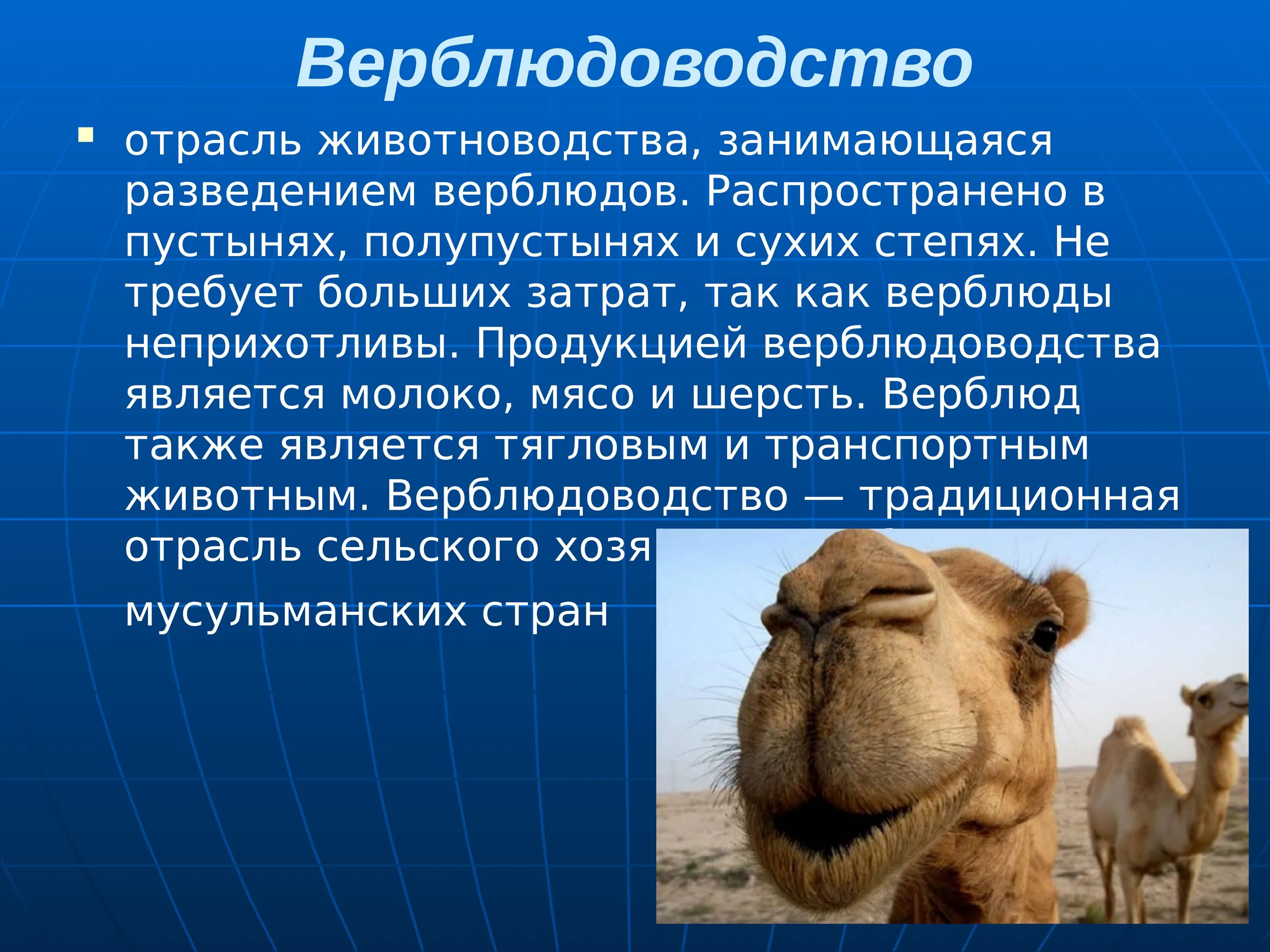 Сообщение о сельскохозяйственном животном