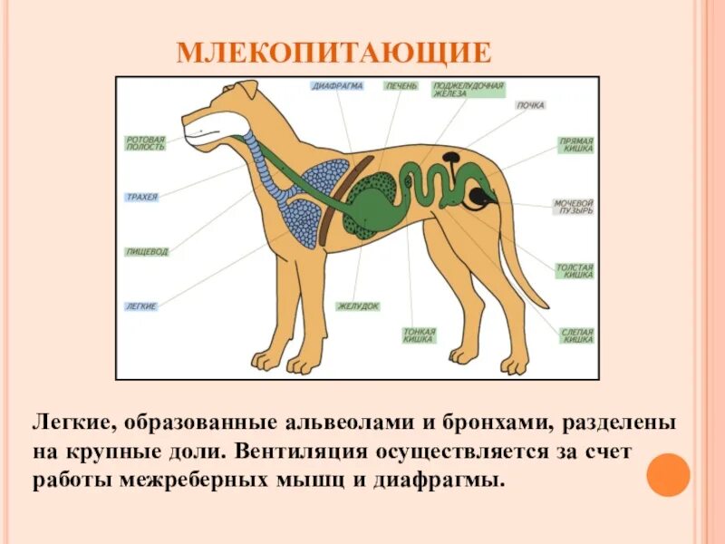 Движение млекопитающих. Строение дыхательной системы млекопитающих 7 класс. схема строения дыхательной системы млекопитающих. система органов дыхания млекопитающих 7 класс. дыхательная система млекопитающих состоит из.