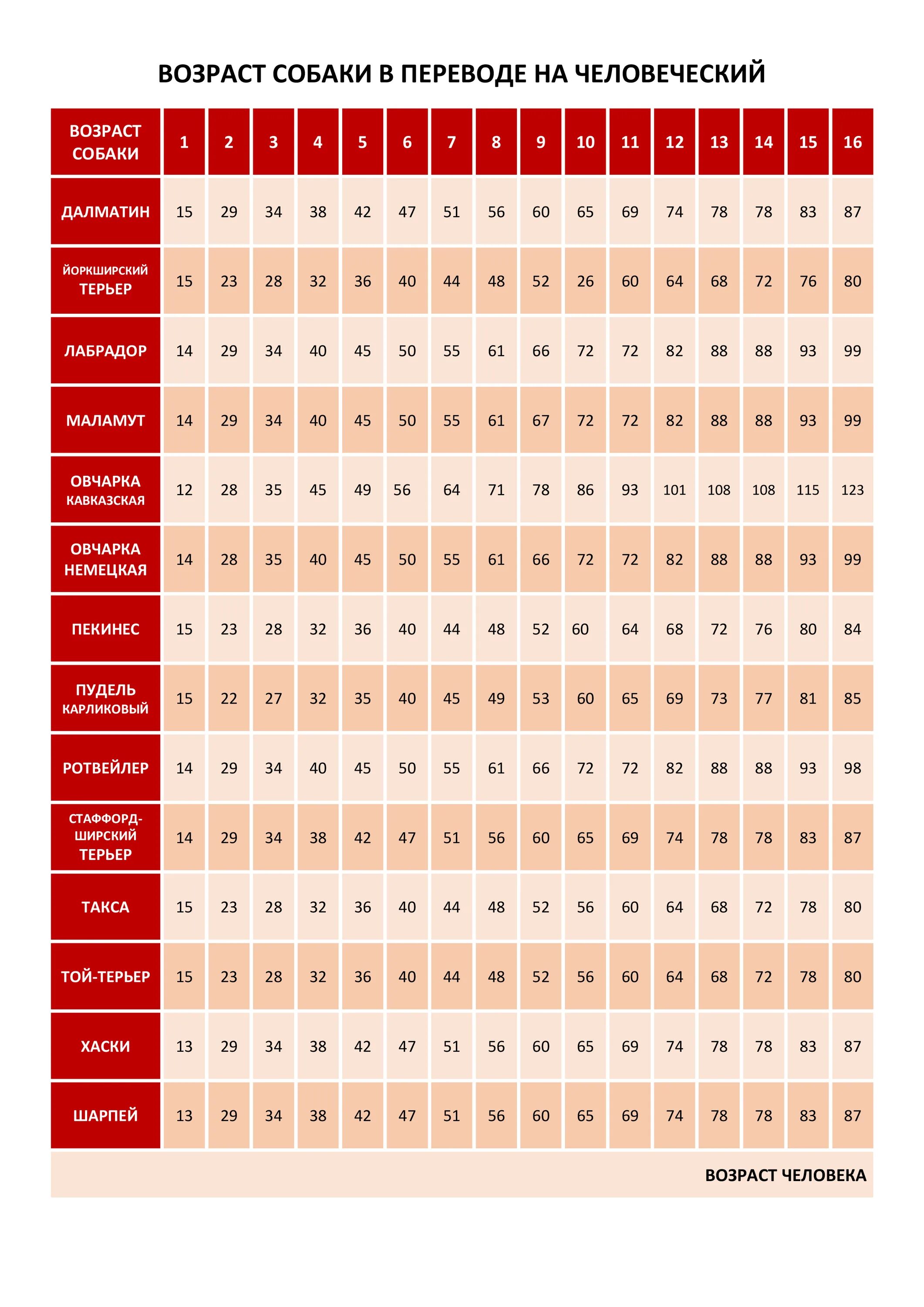 Собака по возрасту. Таблица пересчета возраста собаки и человека. Возраст собаки по человеческим меркам таблица. Таблица возраста собак по человеческим. Таблица лет собак.