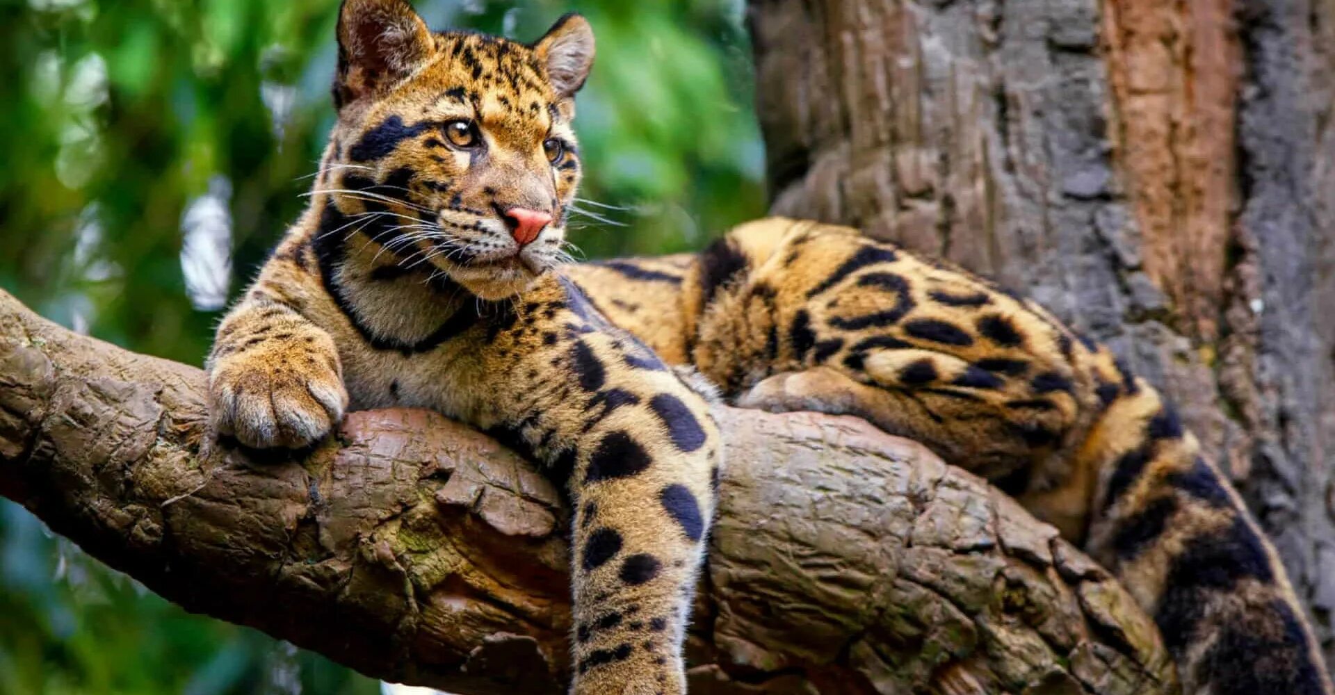 Дымчатый леопард (neofelis nebulosa),. Тайский дымчатый леопард. Формозский дымчатый леопард. Тигр представитель семейства кошачьих. Тигр представитель семейства кошачьих.