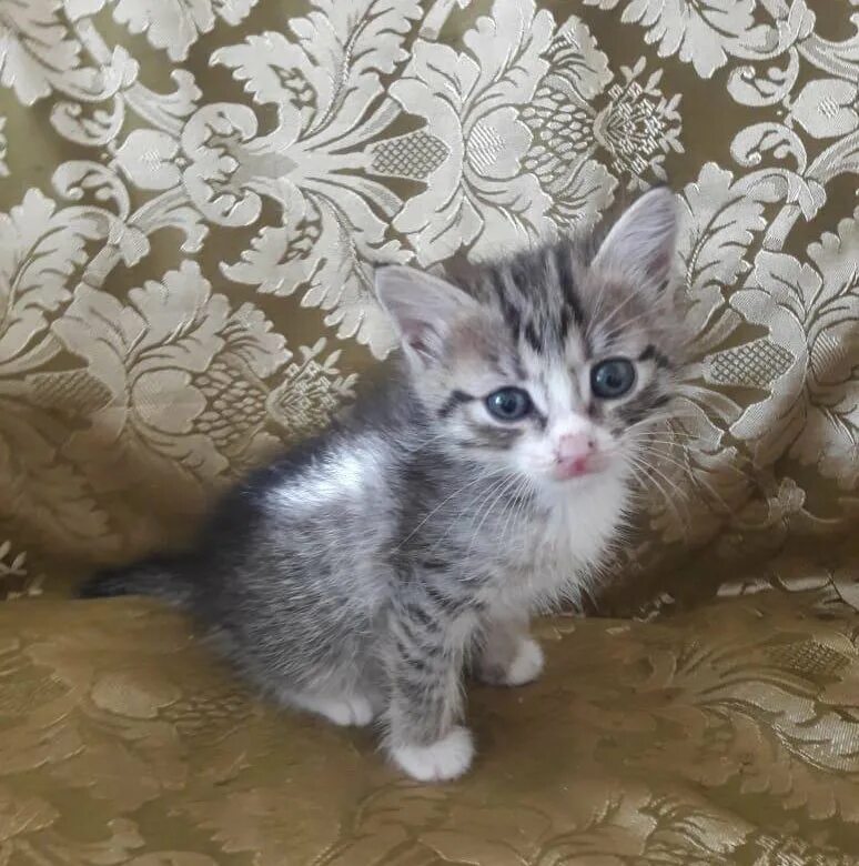 Котята в добрые руки в энгельсе. Авито семилуки котята в добрые руки.
