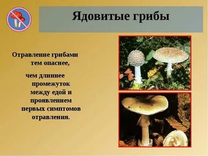 Съедобные несъедобные грибы 3 класс окружающий мир