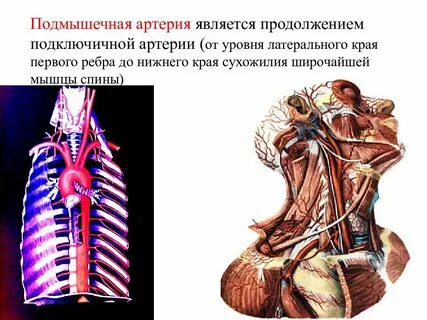 Продолжение подключичной артерии
