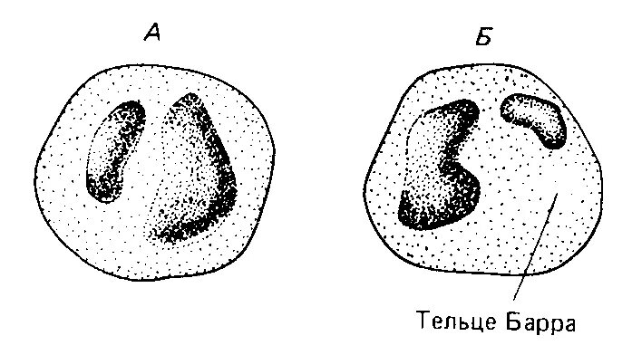 Синдром тельца. Половой хроматин тельце Барра. Тельца Барра метод. Тельце Барра гистология. Тельца Барра под микроскопом.