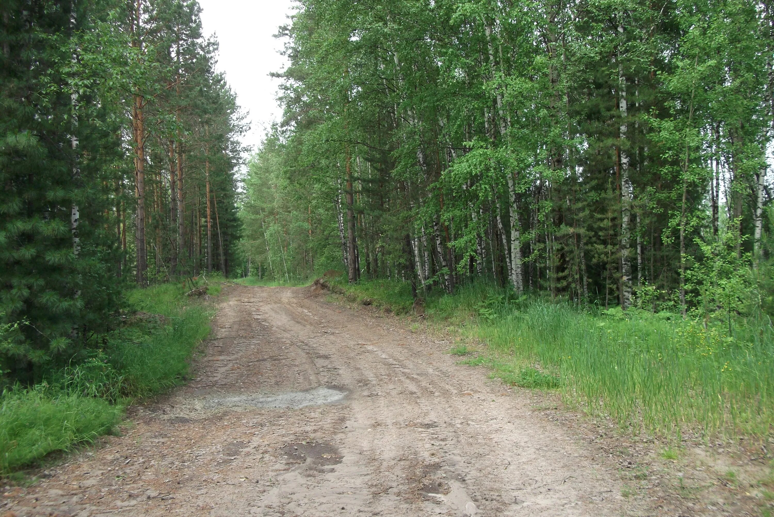 Поселок сосновый бор томск. Сосновый бор томск психиатрическая. Номер сосновый бор томск. Серебряный бор поселок. Поселок сосновый бор томск.