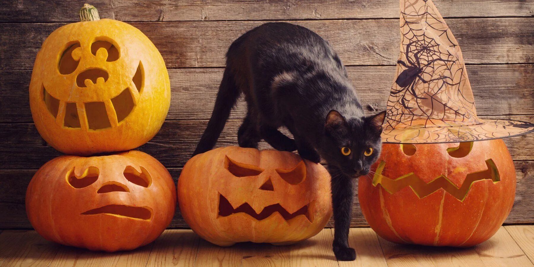 Котенок хэллоуин. Хэллоуин животные. хэллоуин кошка. кот в тыкве. тыква кошка.