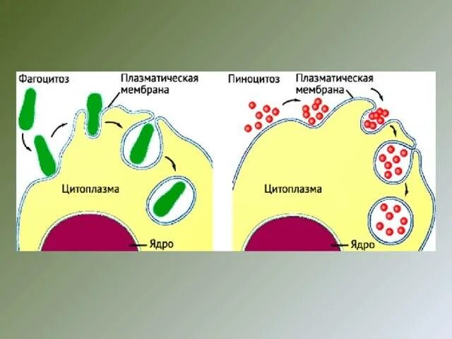 Пиноцитоз является функцией. Пиноцитоз является функцией