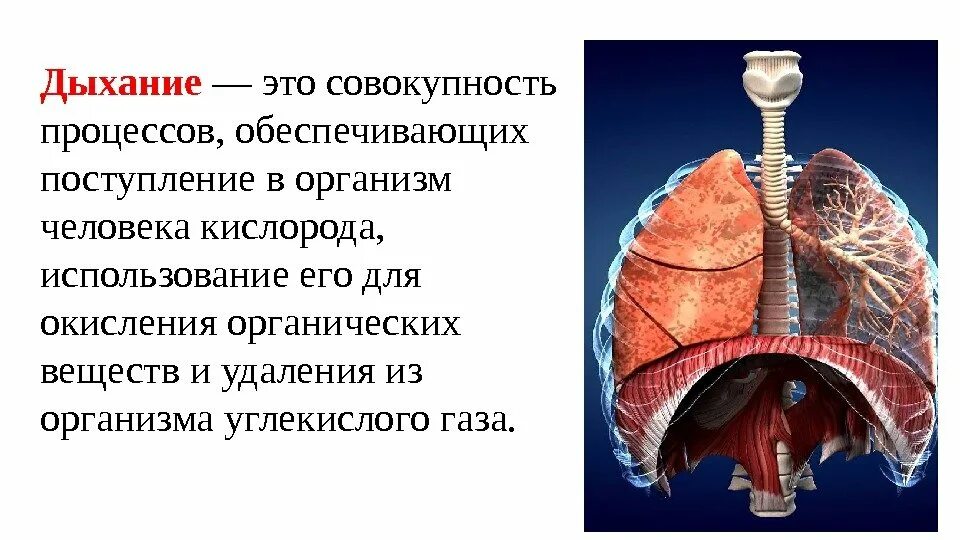 Дыхательная система анатомия. Процессы дыхательной системы человека. Анатомия и физиология органов дыхания. Физиология дыхания анатомия. Физиологический процесс легких