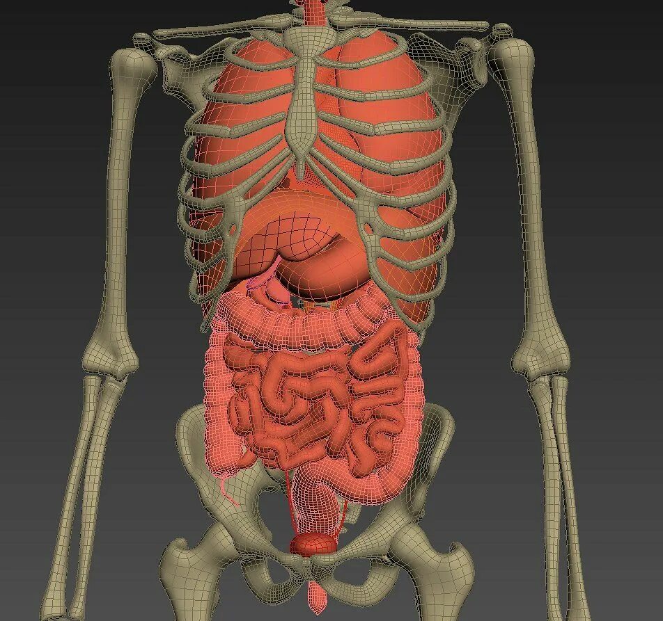 Модель органов человека. Скелет с внутренними органами. Анатомия внутренних органов 3д. Скелет человека с органами 3д.