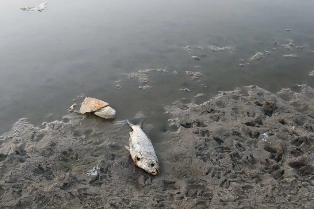 К чему снится дохлая рыба в воде