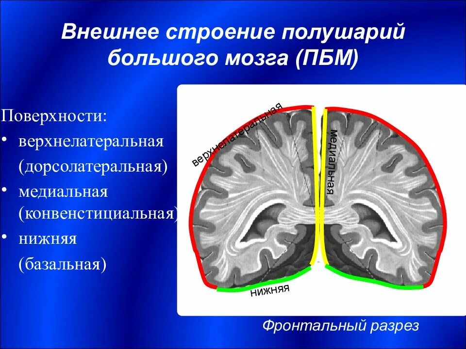 Строение больших полуша. Внешнее строение полушарий. Строение больших полушарий. Большие полушария строение.