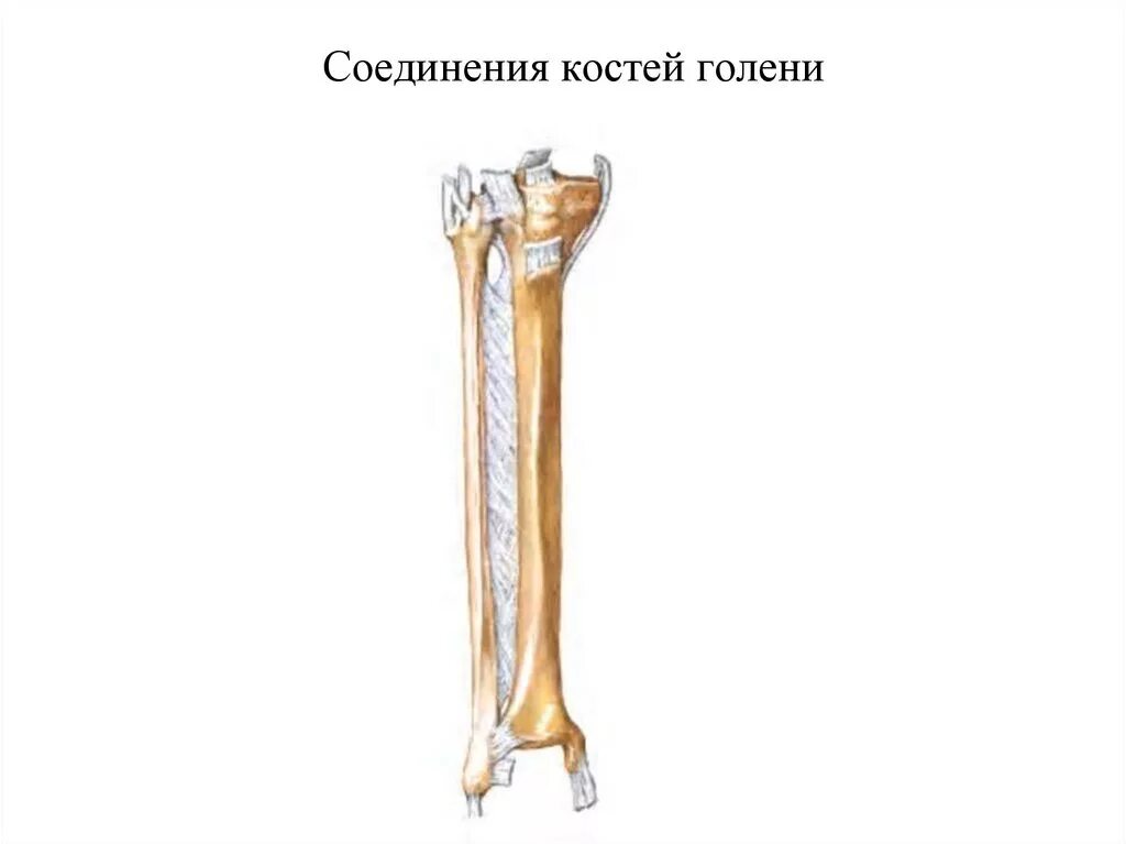 Соединение берцовых костей. Соединение костей голени анатомия. большая и малоберцовая кость соединение. межкостная мембрана берцовых костей. межкостная мембрана голени анатомия.