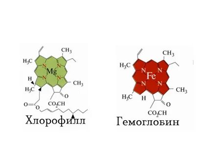 Хлорофилл виды пигментов
