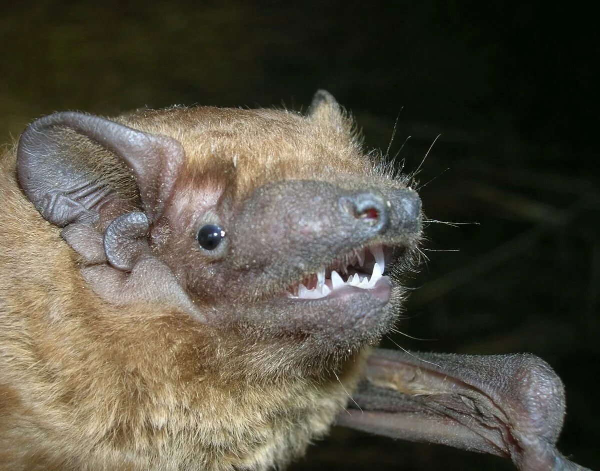 Вечерница летучая мышь. Вечерница рукокрылые. Вечерница рыжая nyctalus noctula. Рыжая летучая мышь. Рукокрылые рыжая вечерница.