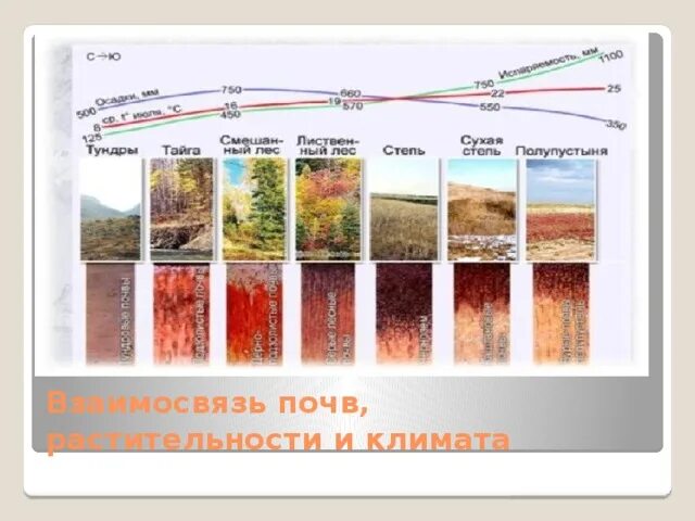 Порядок почв с севера на юг. Взаимосвязь почв растительности и климата. Почвы и природные зоны схема. Типы почв России. Взаимосвязь типов почв и растительности.