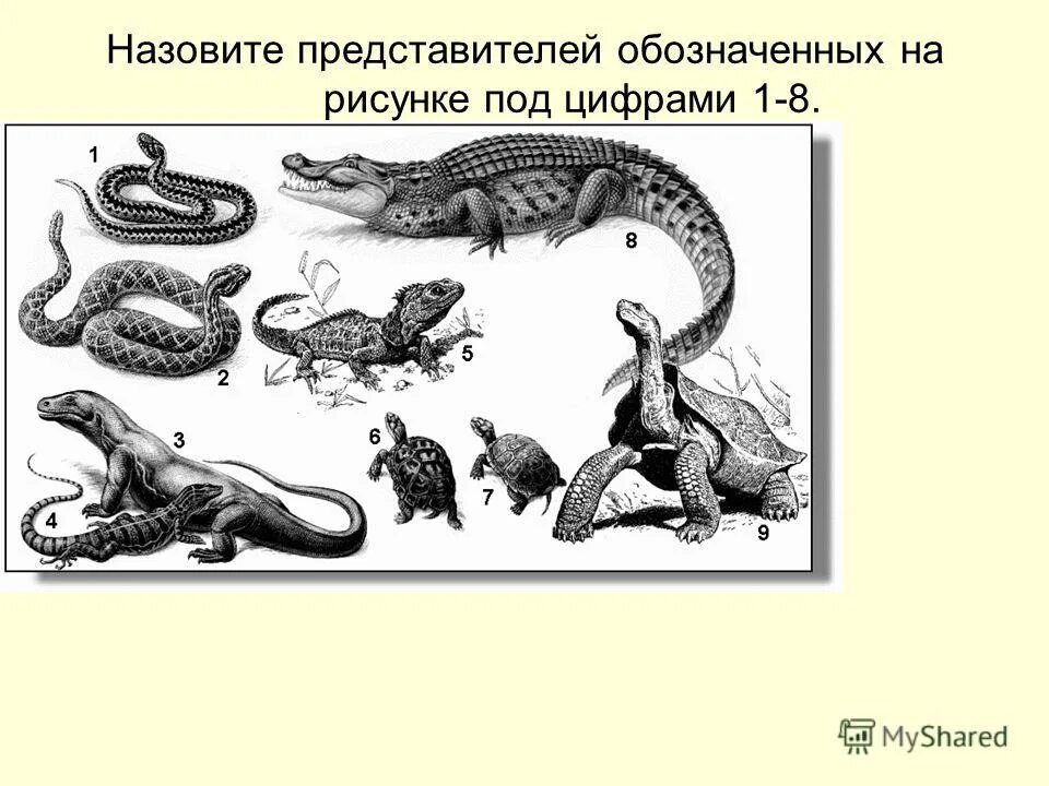 Биология 8 класс тема пресмыкающиеся. Тесты с картинками на тему рептилии. Задания по теме пресмыкающиеся 7 класс с рисунками и ответами. Контрольная по теме рептилии.