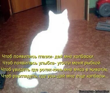 Кот смотрит в пустоту