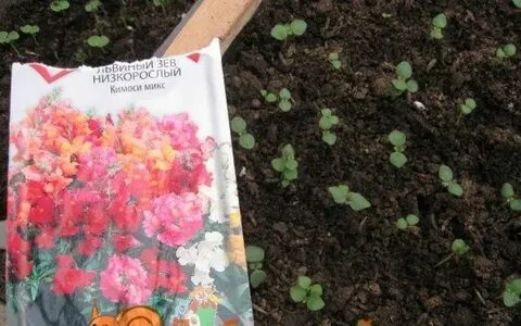 Львиный зев высадка в грунт
