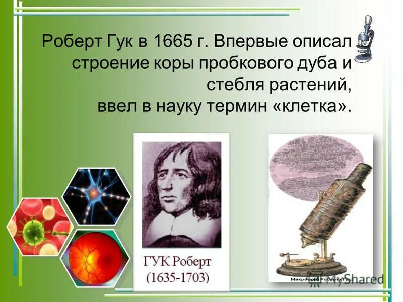 гук термин клетка