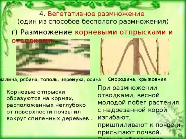 В чем заключается значение размножения для осины. Тип и способ размножения осины. вегетативное размножение тополя. вегетативное размножение осины. тополь способ вегетативного размножения.
