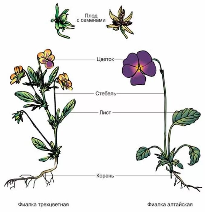 Запиши части растения. Фиалка трехцветная строение. Строение побега фиалки. Плод фиалки трехцветной. Строение покрытосеменных растений.