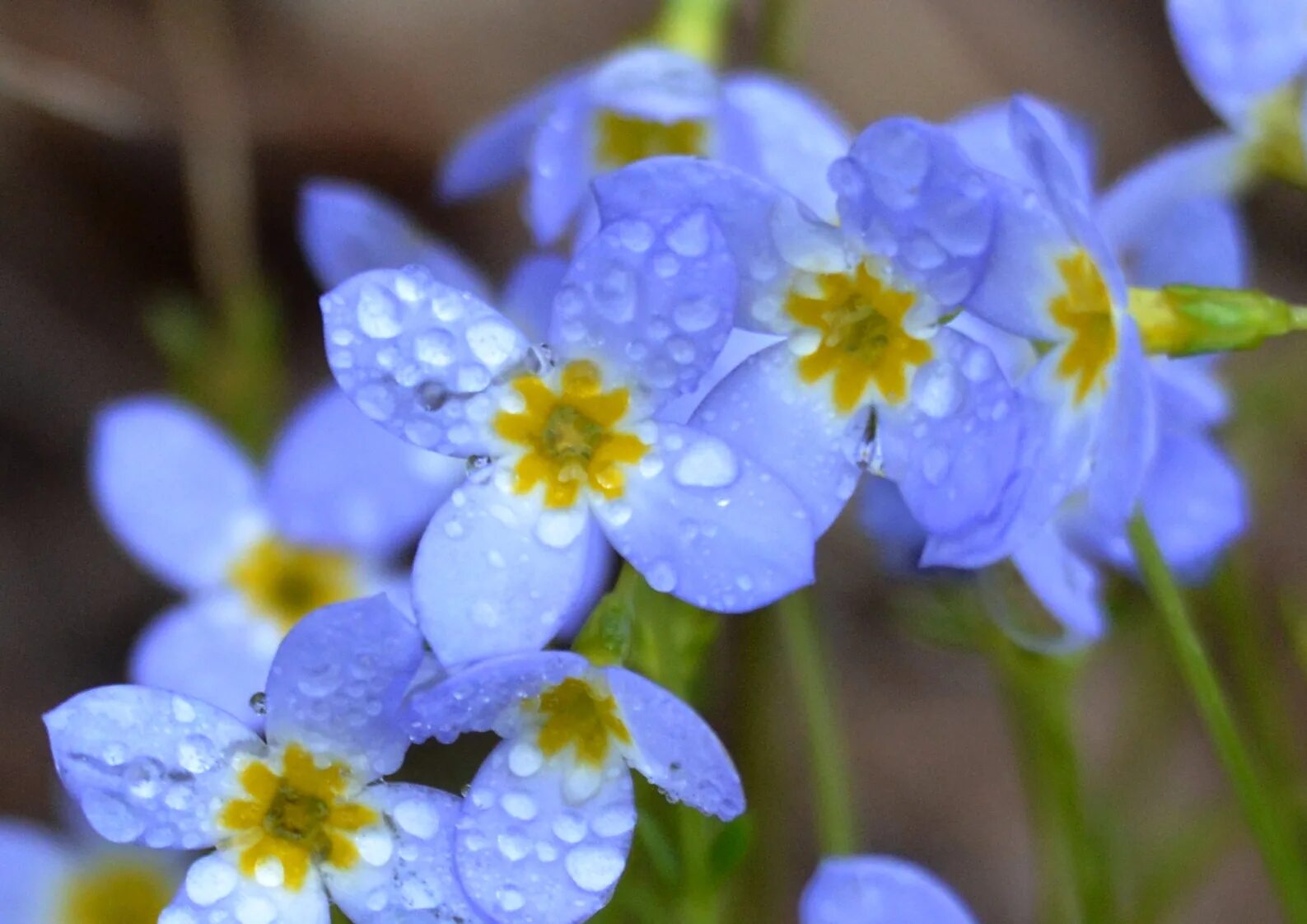 Весенние синие цветочки. Синие весенние цветы. Весенние цветы синие маленькие. Синие цветочки в мае. Маленькие голубые цветочки.