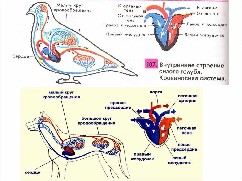 Кровеносная система птиц. Кровеносная система голубя. Схема малого круга кровообращения у птиц.