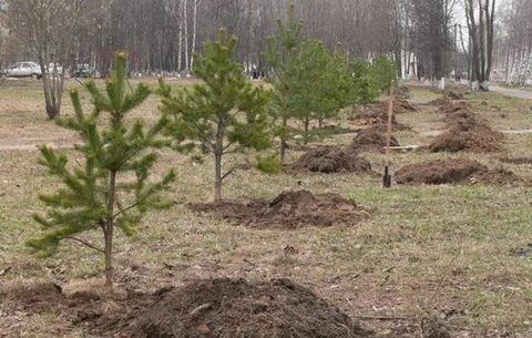 На каком расстоянии сажать сосны на участке
